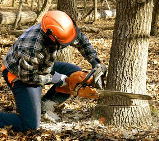 Tree Removal in Pulaski, IL